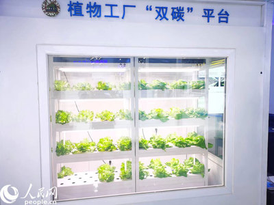 数字科技赋能现代农业 中关村科博会植物工厂展示创新成果